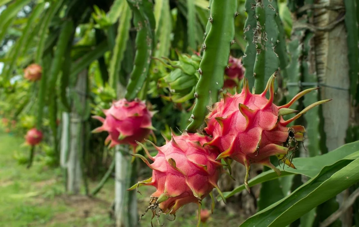 como plantar pitaya o guia definitivo para a sua fruta do dragao
