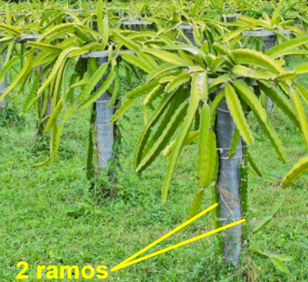 Variedades de Pitaya: Conheça as Diferenças e Escolha a Sua