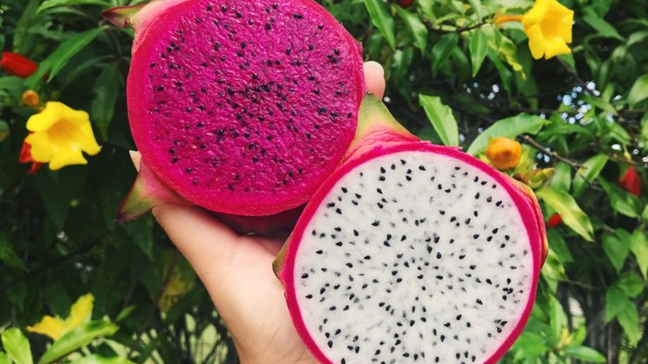 Pragas Comuns da Pitaya e Como Combatê-las Naturalmente