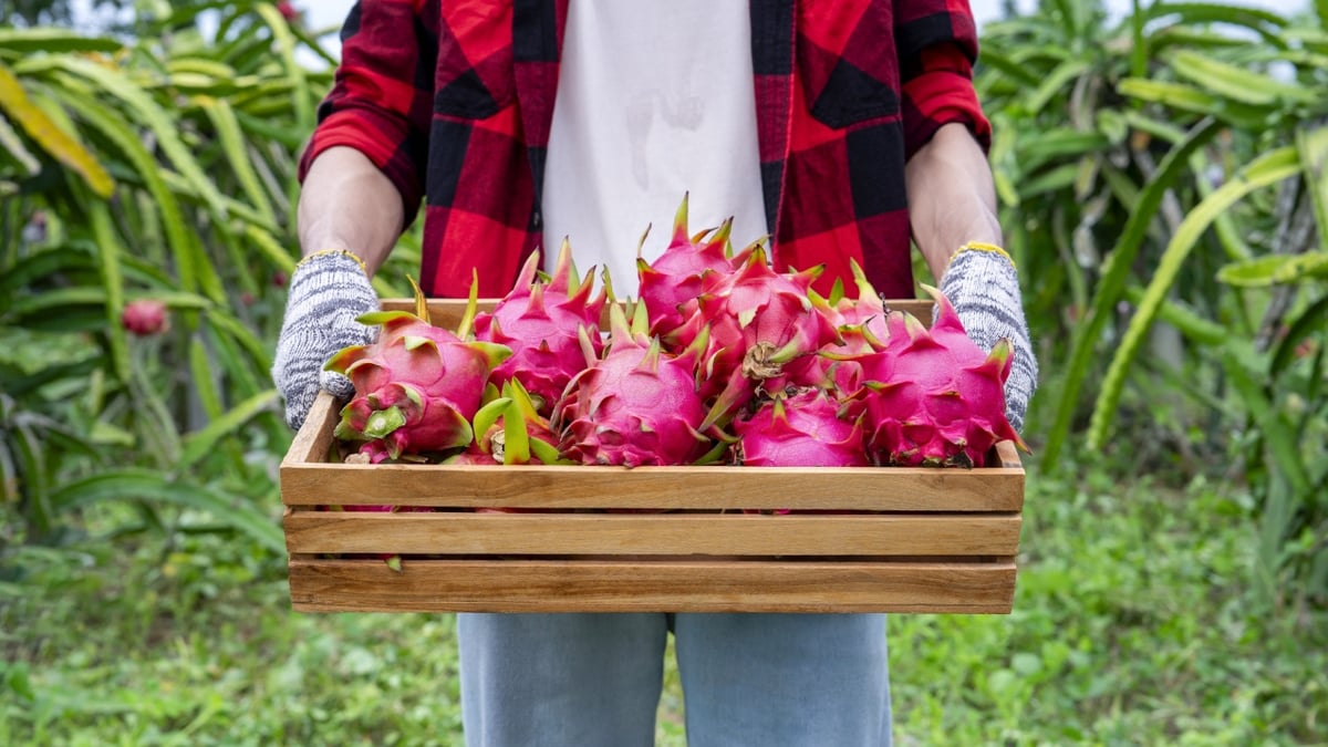 como plantar pitaya o guia definitivo para a sua fruta do dragao