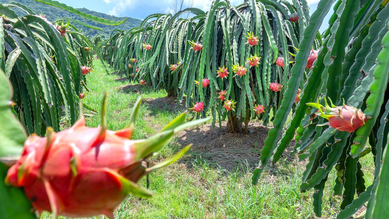Pitaya em Vasos: Guia Completo para o Cultivo em Pequenos Espaços