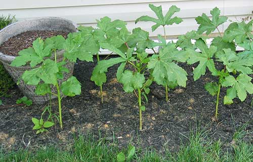 5 Dicas Essenciais para um Solo Rico para o Plantio de Quiabo