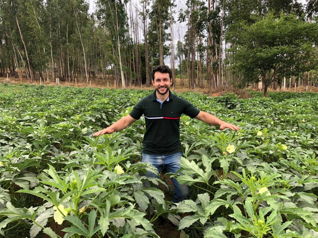 Quando e Como Colher Quiabo para Evitar Frutos Fibrosos