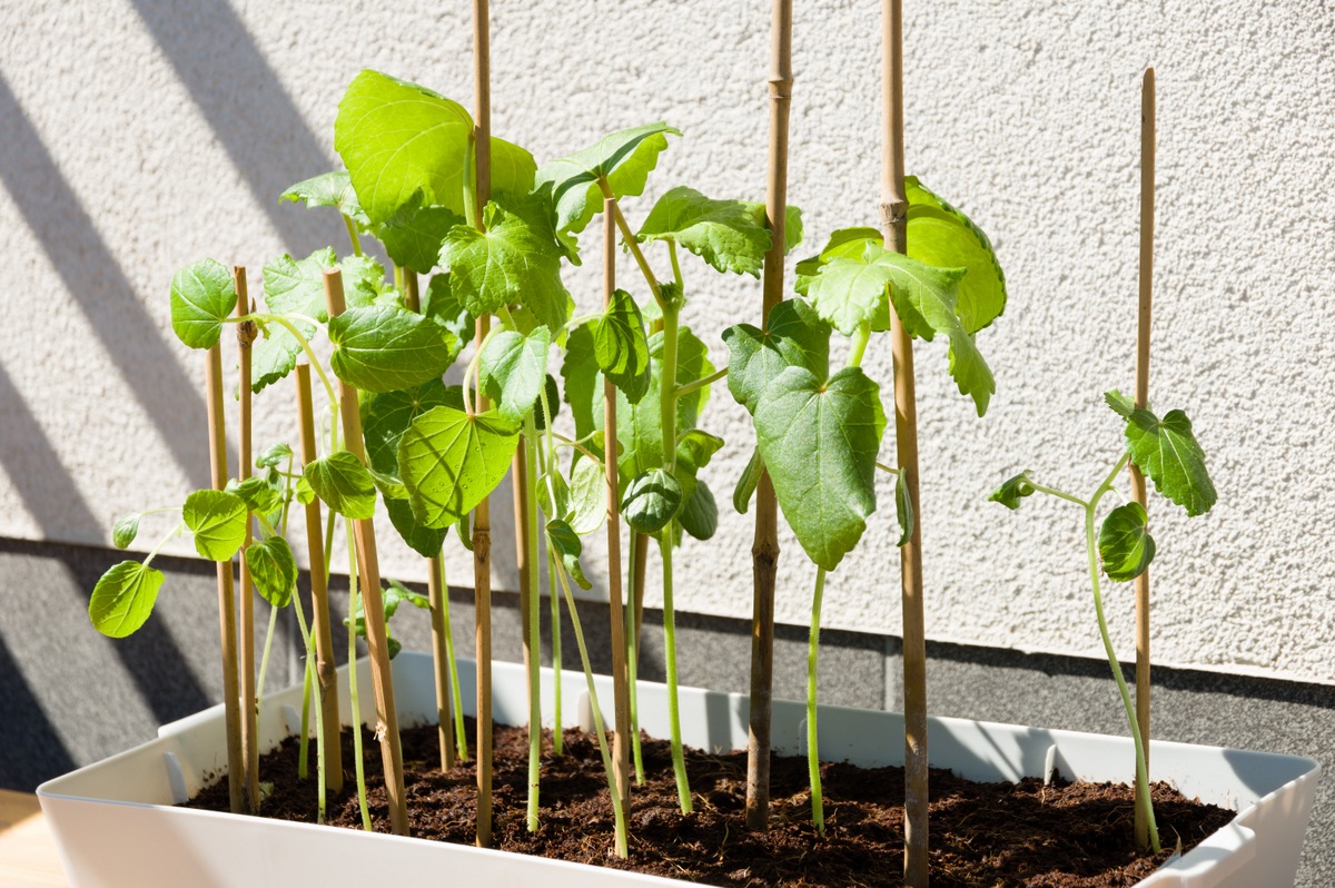 O Segredo do Espaçamento Correto para o Máximo Rendimento do Quiabo