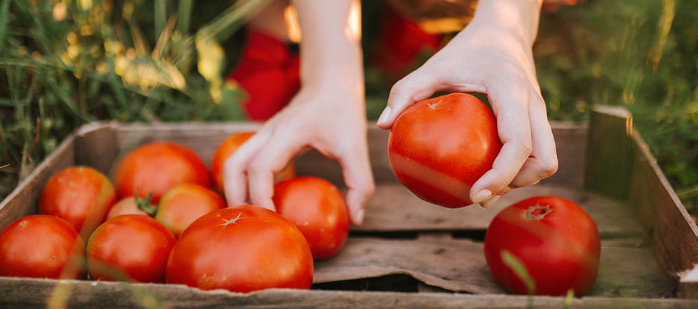 como plantar tomates em casa guia completo