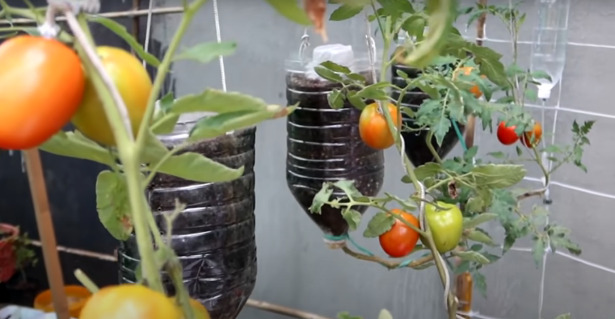 como plantar tomate em vaso