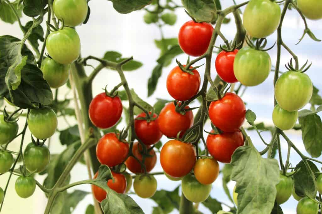 cultivar tomate cereja em apartamento