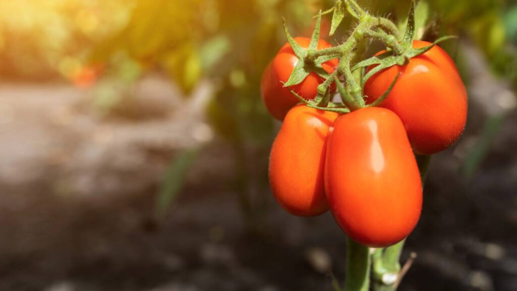 colheita de tomate em casa