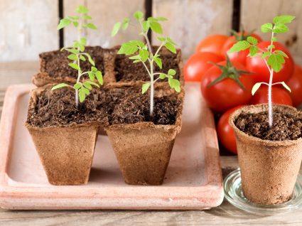 época ideal para plantar tomate no Brasil