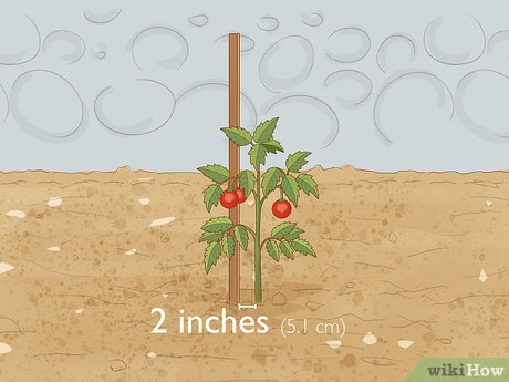 como plantar tomates em casa guia completo