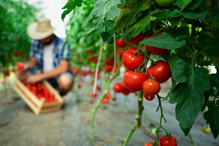 época ideal para plantar tomate no Brasil