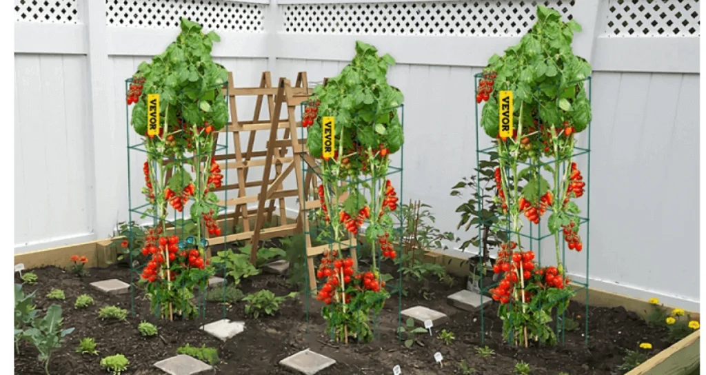 como plantar tomates em casa guia completo