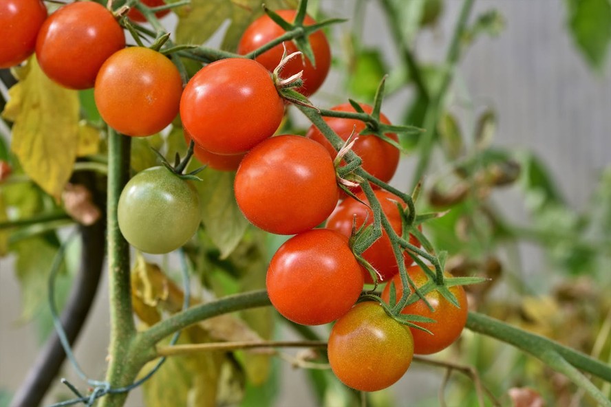 cultivar tomate cereja em apartamento