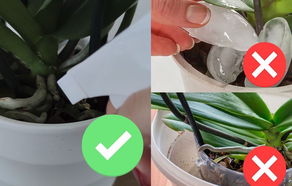 como regar orquideas