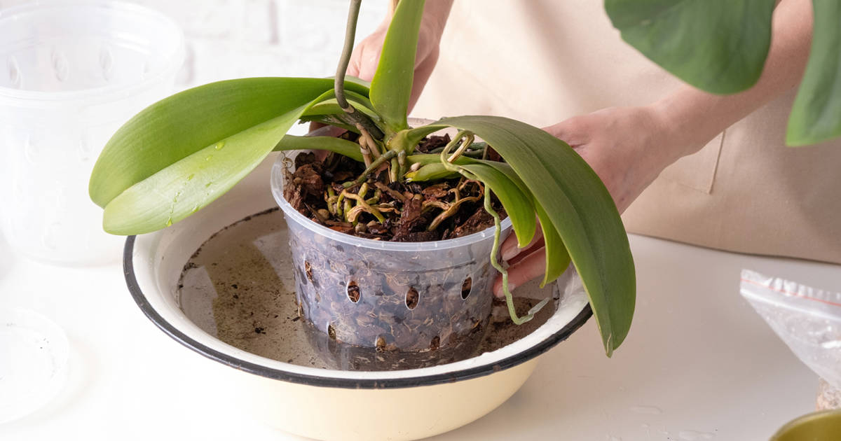 como regar orquídeas phalaenopsis