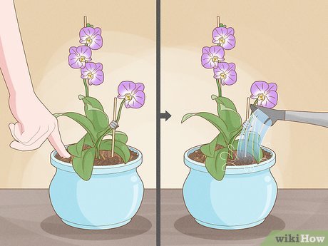 como regar orquídeas phalaenopsis