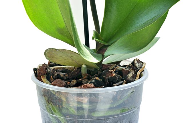 frequência ideal para regar orquídeas