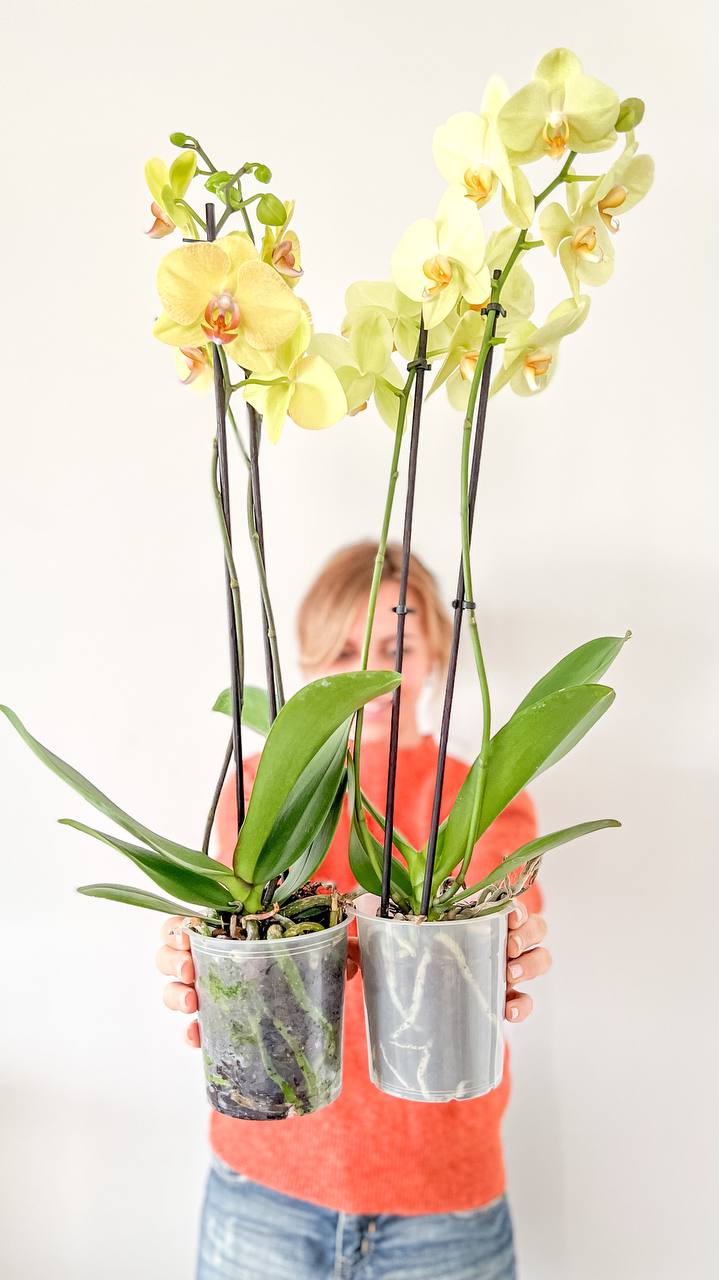 cuidados com orquídeas na rega