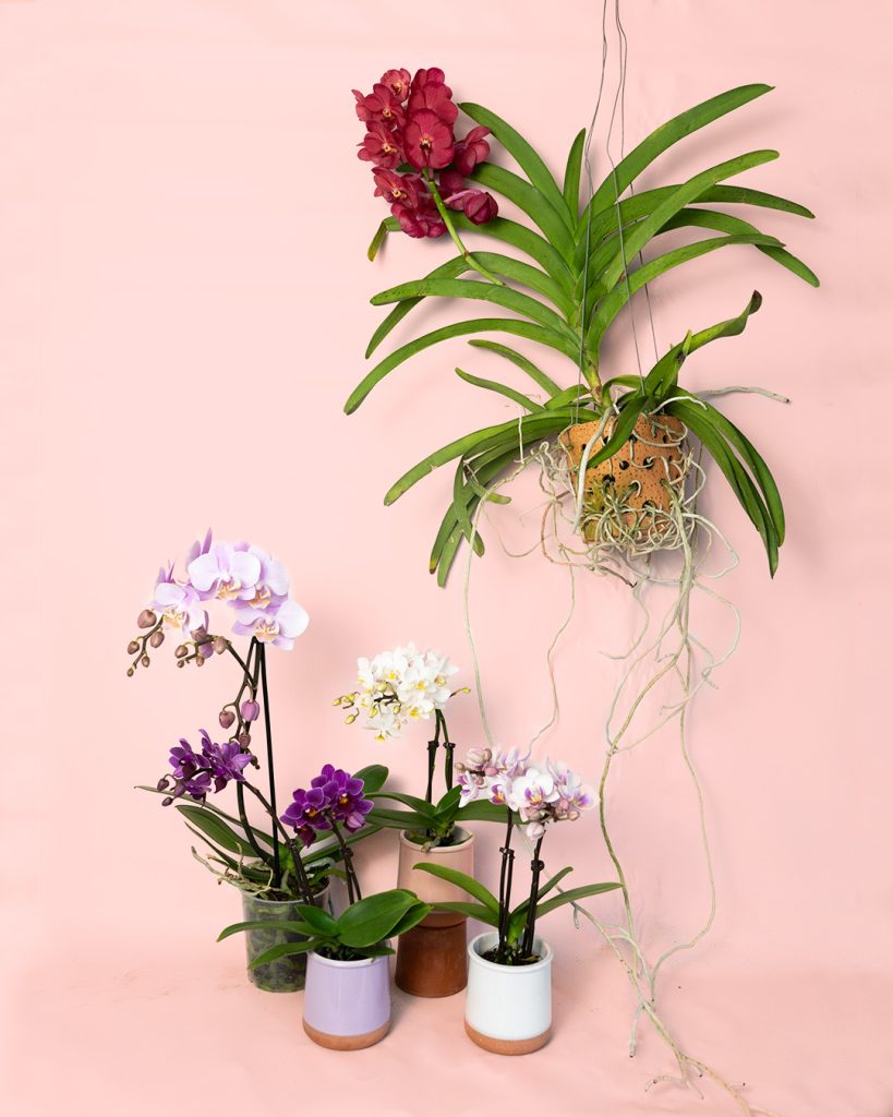 como regar orquideas