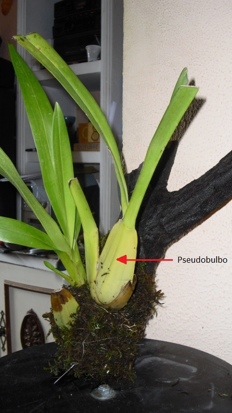 frequência ideal para regar orquídeas