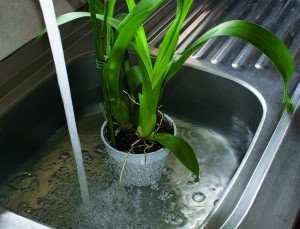 cuidados com orquídeas na rega