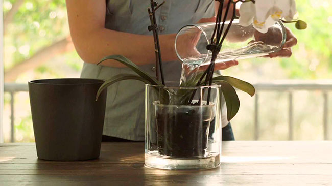 como regar orquideas
