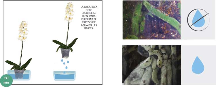 frequência ideal para regar orquídeas