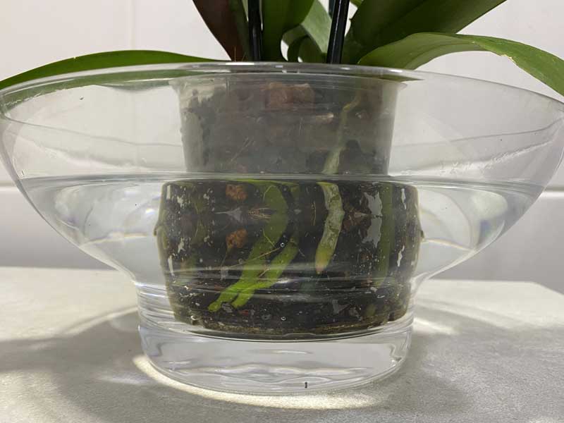 cuidados com orquídeas na rega