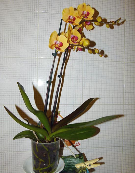 como regar orquideas