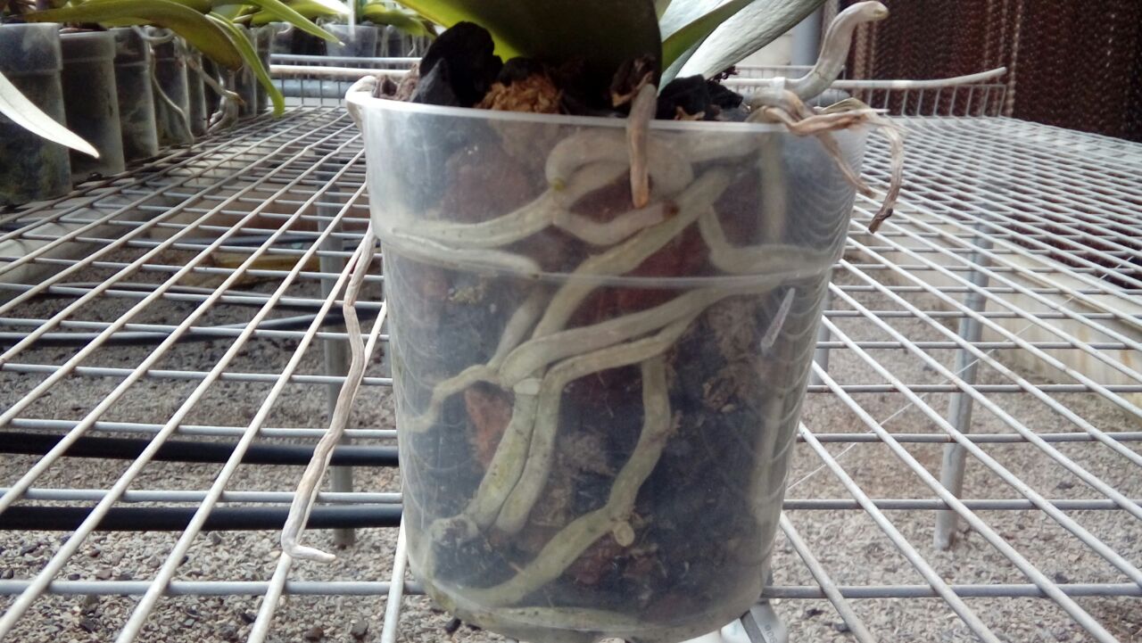 como regar orquideas