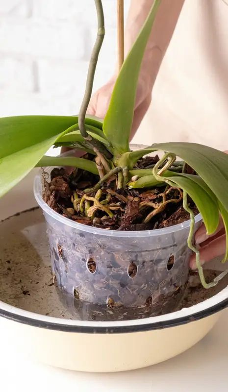 frequência ideal para regar orquídeas