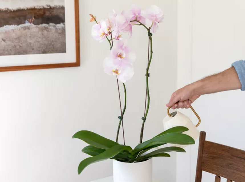 como regar orquídeas phalaenopsis