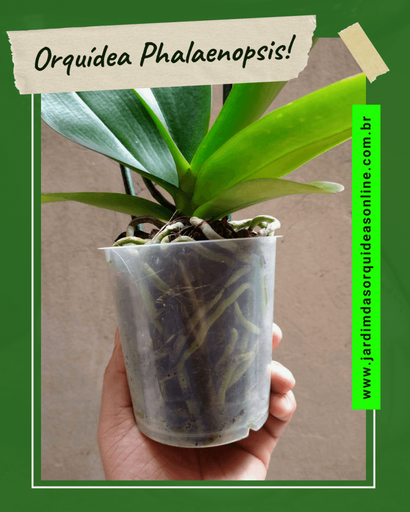 como salvar orquídeas sem folhas