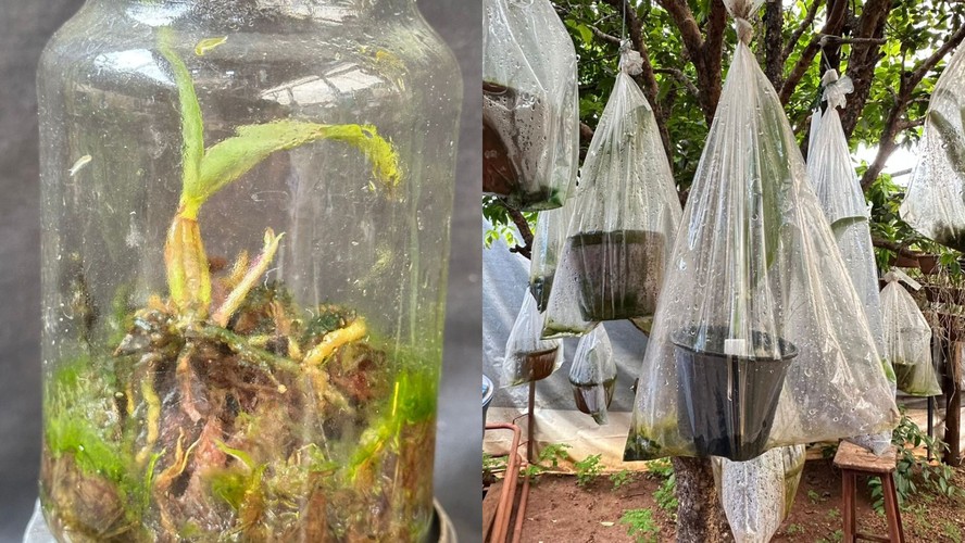 orquídea phalaenopsis sem folhas e podre o que fazer