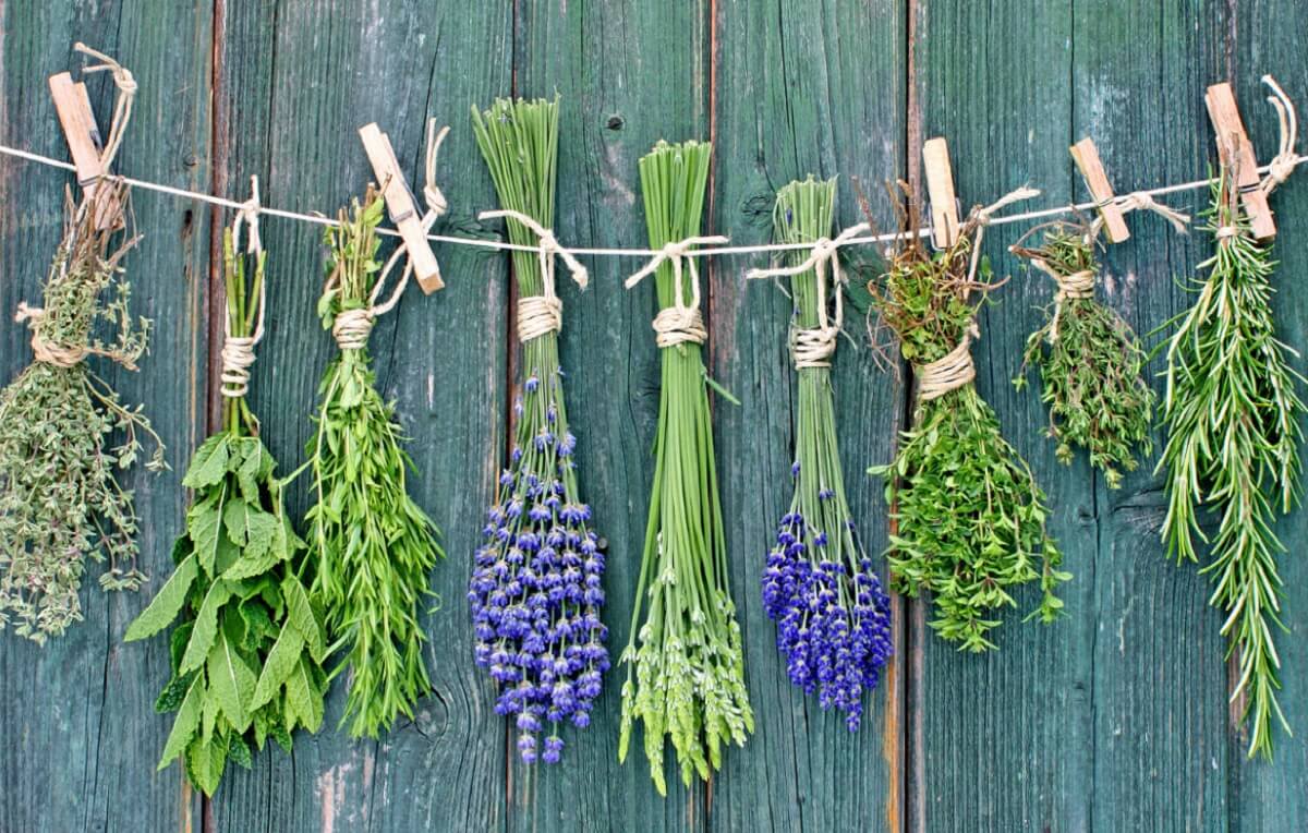 Desidratador vs. Métodos Naturais: Qual o Melhor para Suas Ervas?