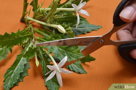 Guia Completo: Colheita e Preparo de Ervas para Secagem