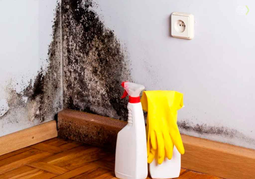 como tirar mofo de parede rápido