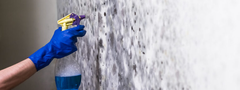 prevenção de mofo em paredes