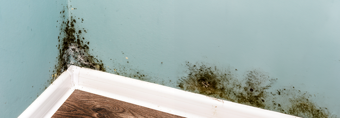 receita caseira para tirar mofo de parede