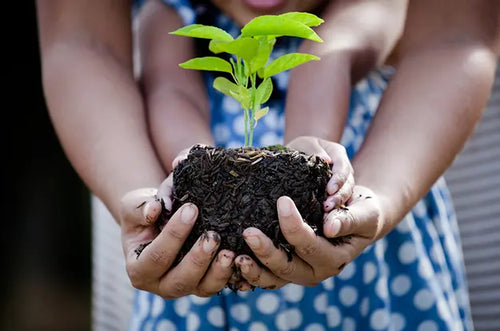 Guia Completo de Compostagem Doméstica