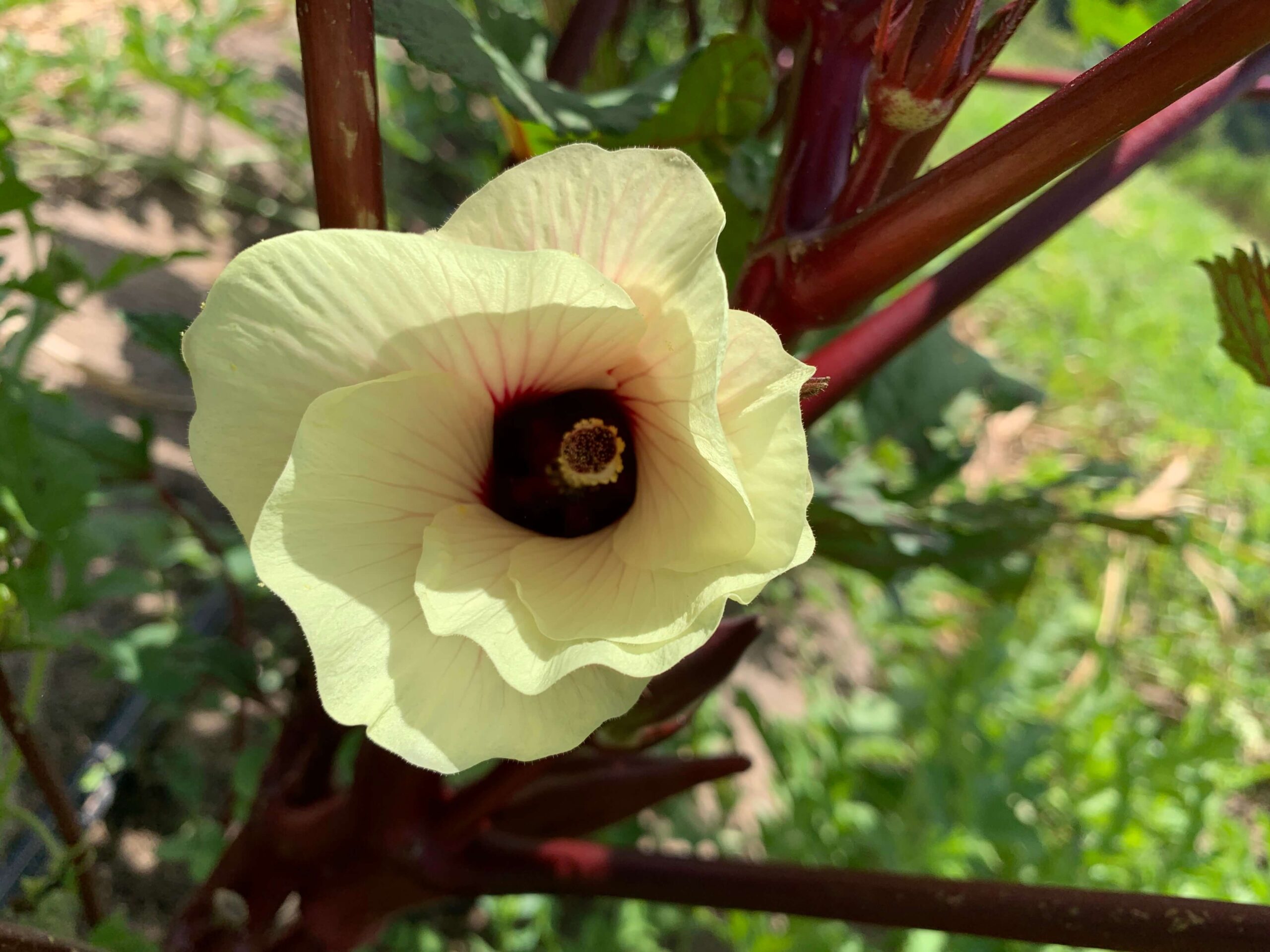 7 Dicas Infalíveis para uma Colheita Abundante de Quiabo