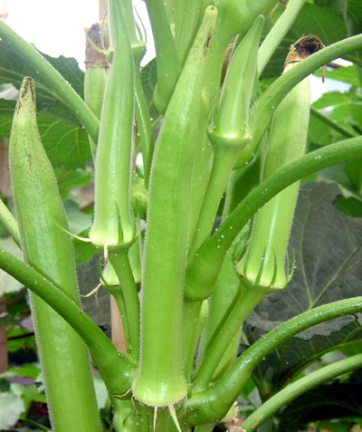 5 Mitos sobre o Cultivo de Quiabo