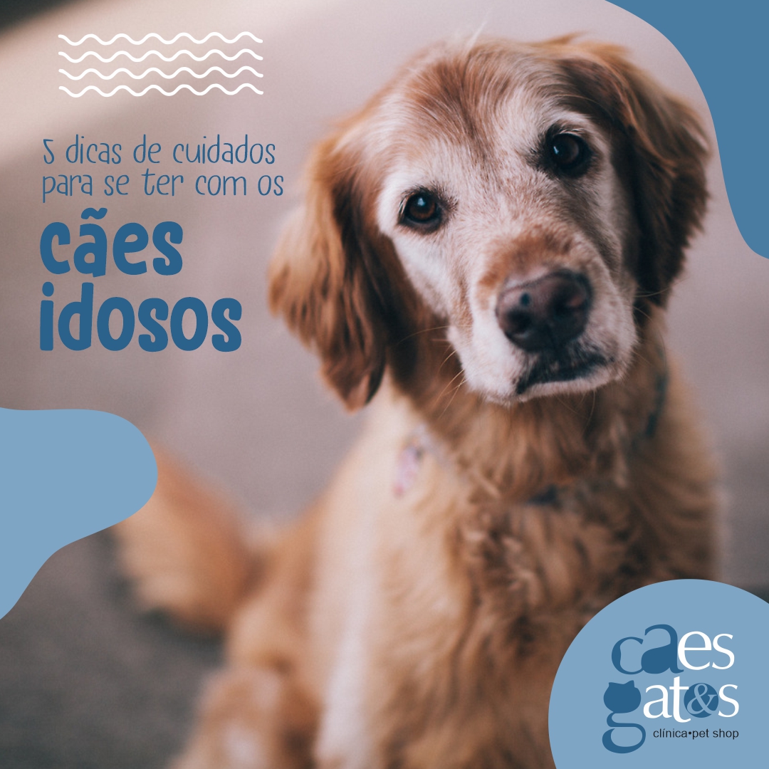 cuidados com pet idoso
