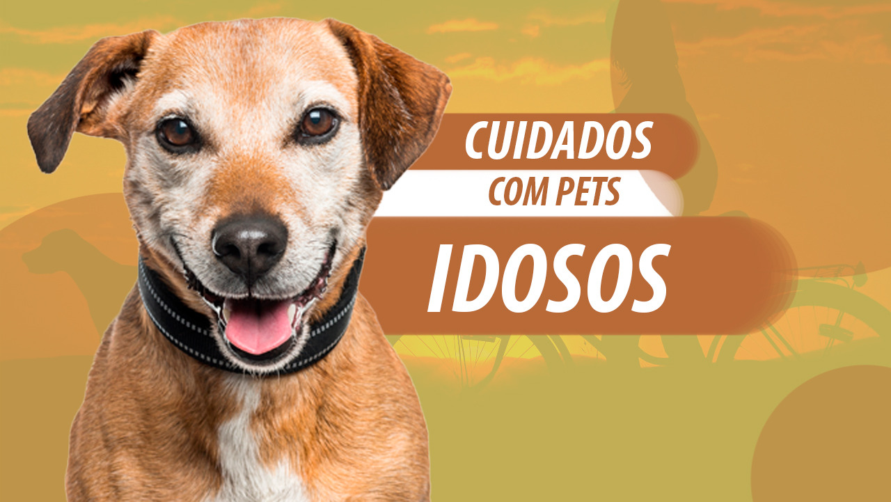 Como Adaptar Sua Casa para um Pet Idoso com Mobilidade Reduzida