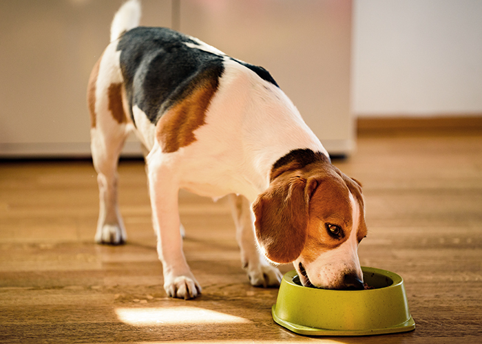 Exercícios e Brincadeiras para Manter a Mente Ativa do Seu Gato Sênior