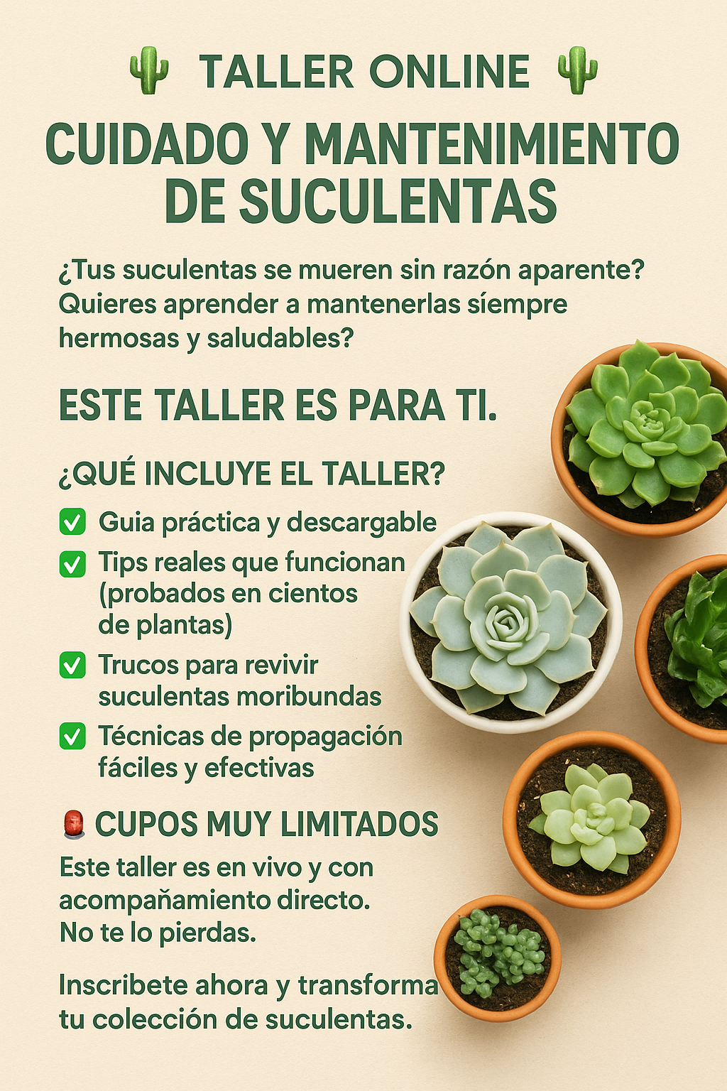 Guia Completo: Como Escolher o Vaso Ideal para Suas Suculentas