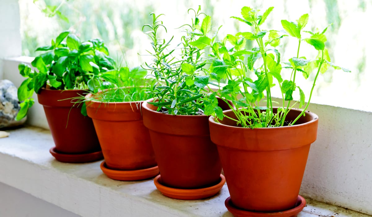 Adubação Orgânica para Temperos: O Que Usar e Quando Aplicar