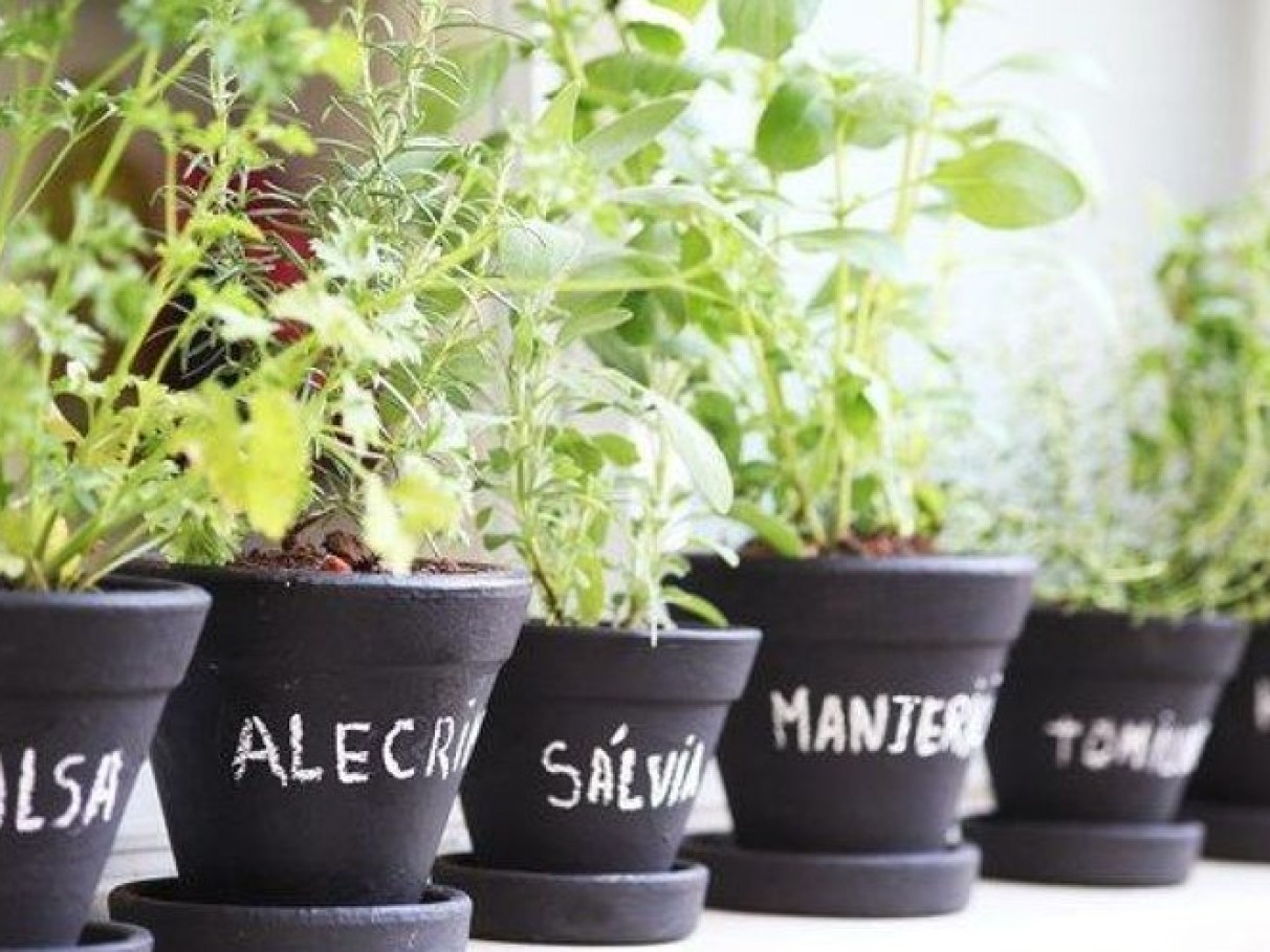 5 Erros Comuns ao Cultivar Temperos em Casa e Como Evitá-los