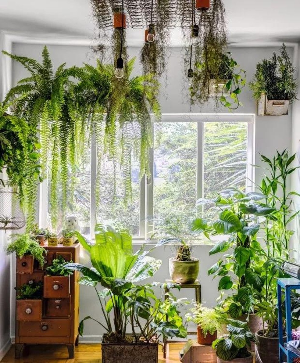 decoracao com plantas