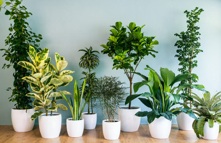 como decorar ambientes com plantas